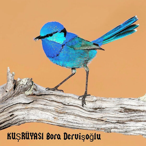 Bora Dervişoğlu'nun dekoratif çalışması (035)