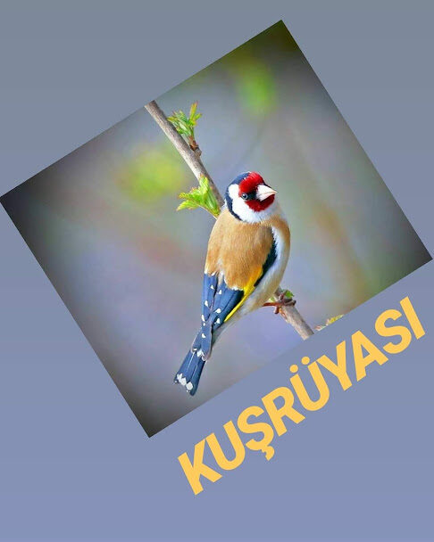 Bora Dervişoğlu'nun dekoratif çalışması (036)