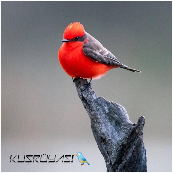 Bora Dervişoğlu'nun dekoratif çalışması (062)